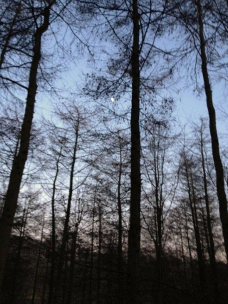  Explorer les bois au crépuscule 